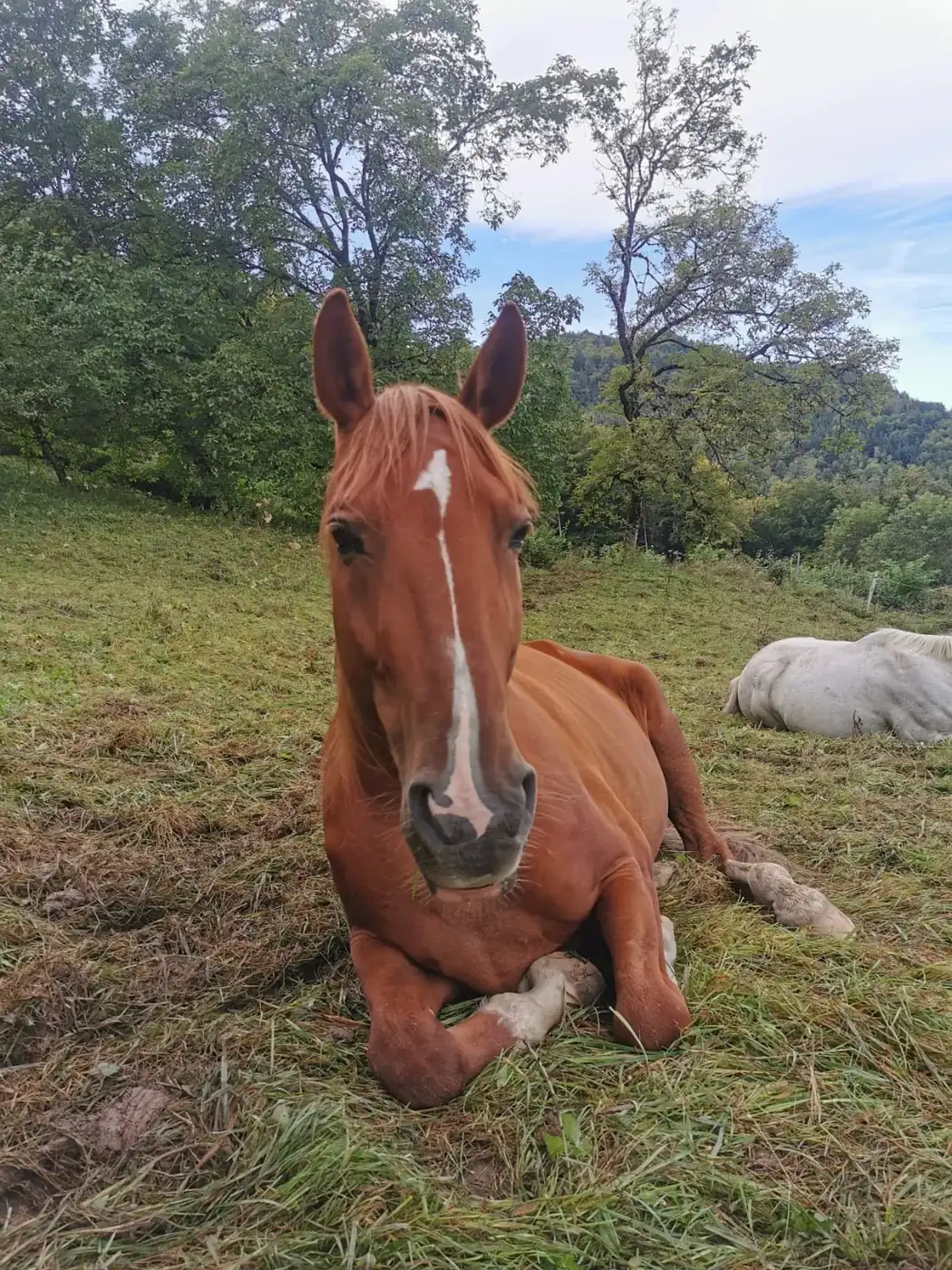Cheval en extérieur