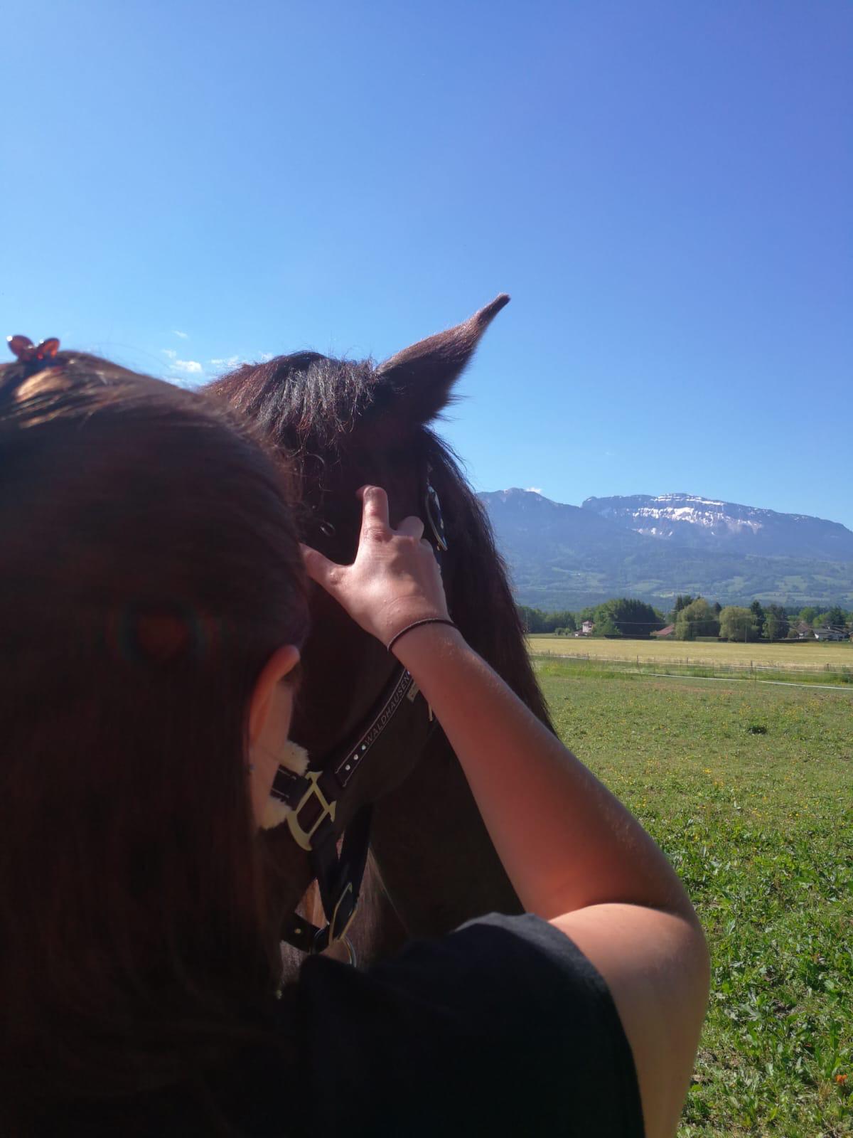 Portrait d'un cheval