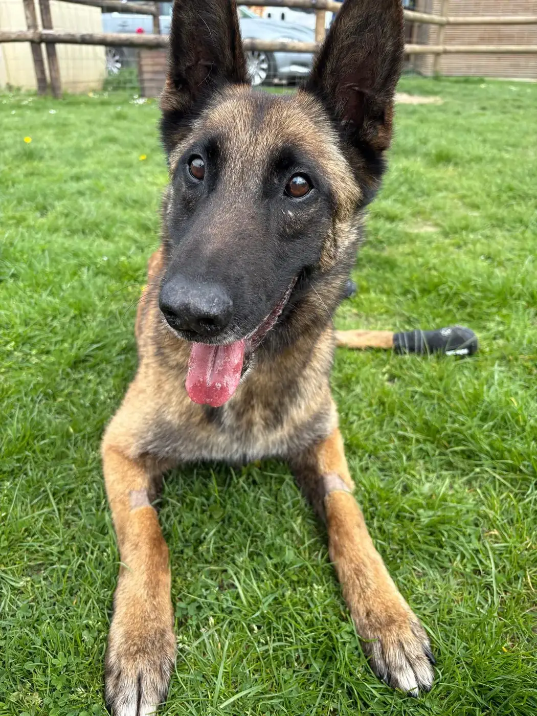 Chien détendu en extérieur