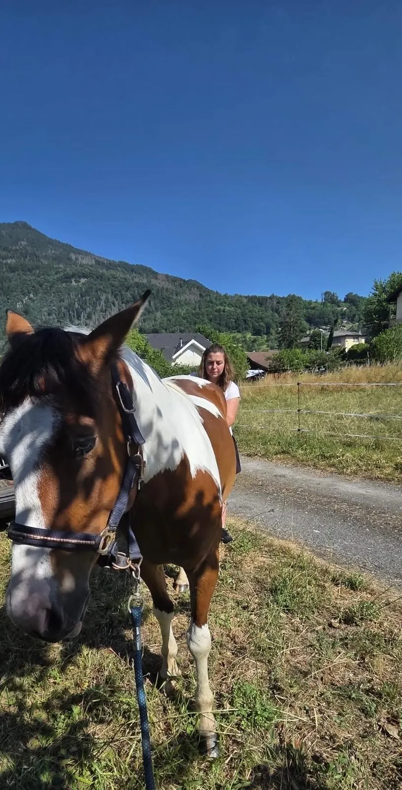 Cheval en montagne
