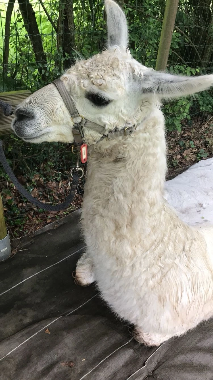 Osteopathie animale - scene 101