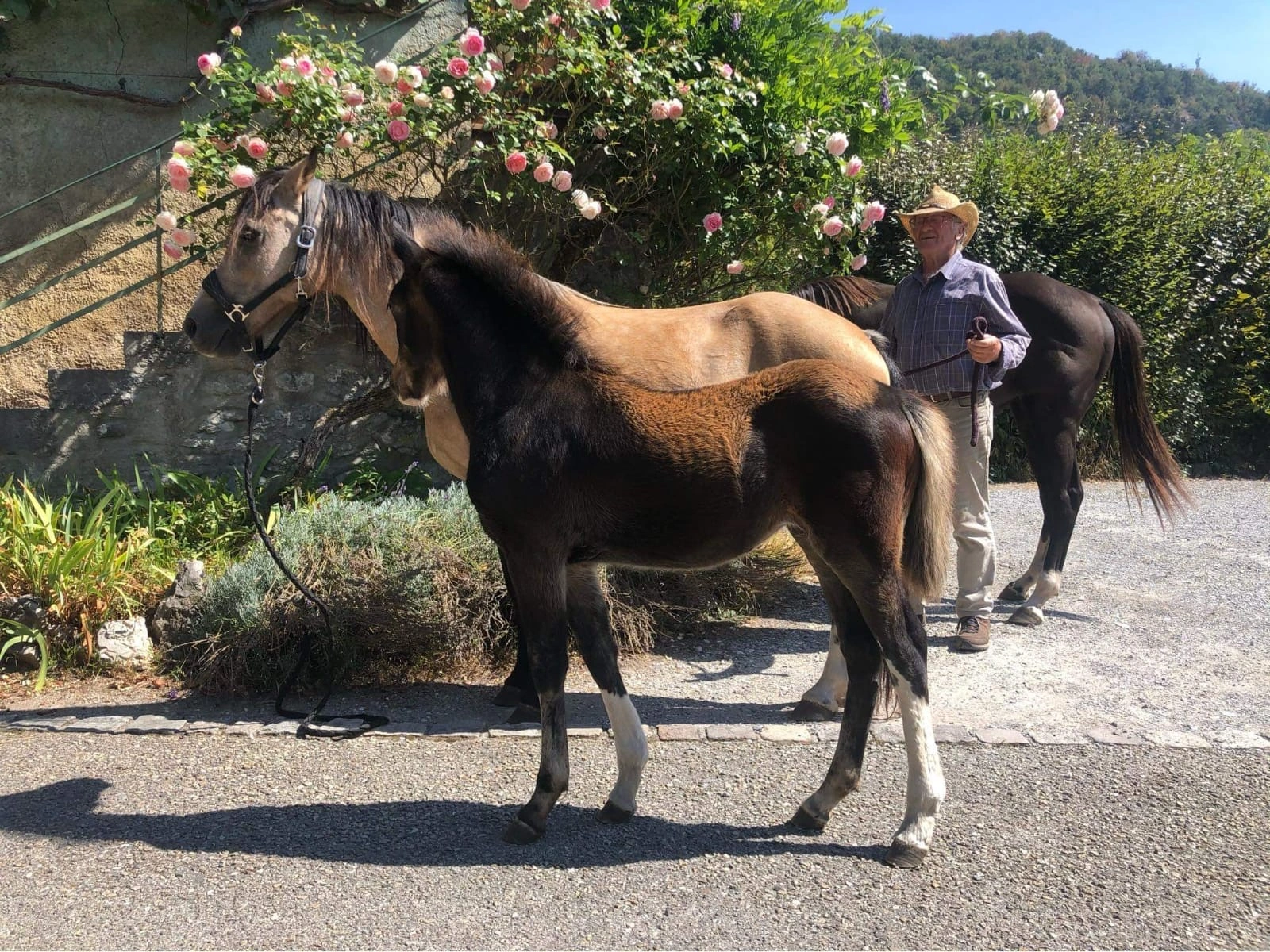 Osteopathie animale - scene 6