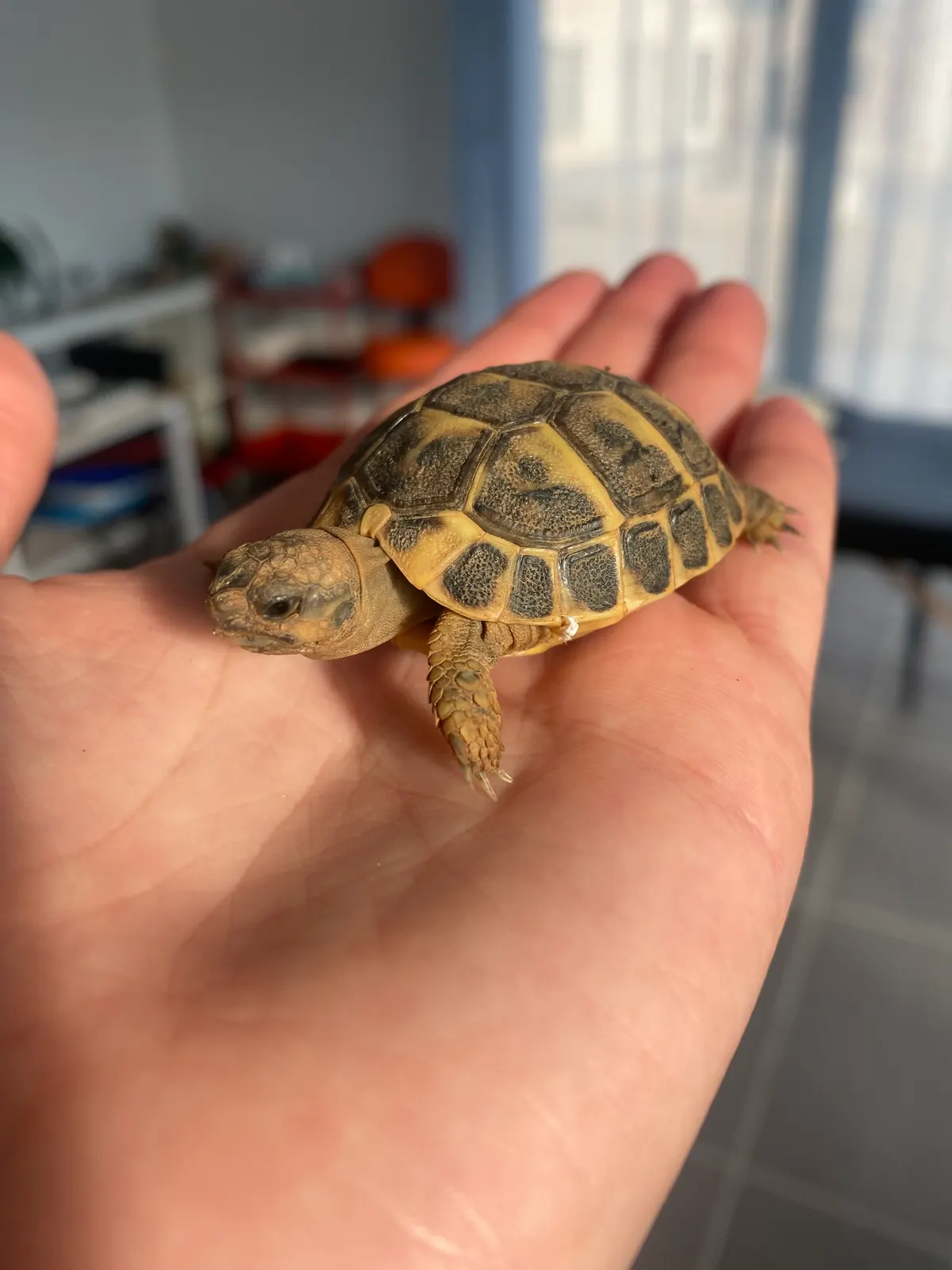 Jeune tortue terrestre tenue dans une main avant une séance d'ostéopathie pour NAC