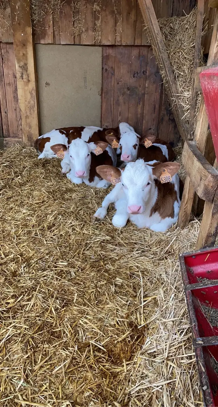Veaux couchés dans la paille d'une étable, suivis en ostéopathie bovine
