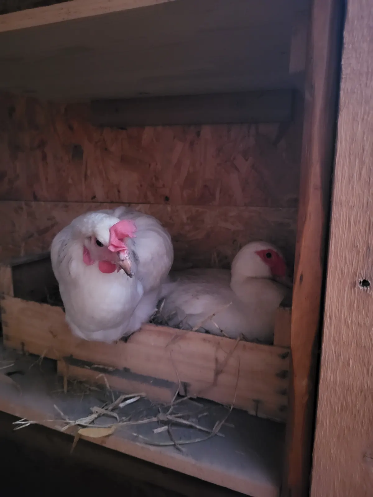 Poule et canard installés dans leur poulailler en bois