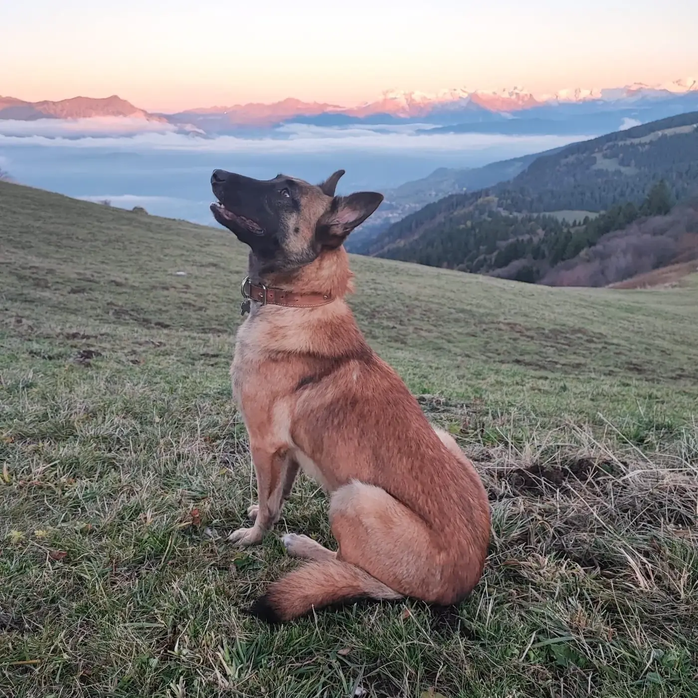Chien berger belge malinois assis en alpage au lever du soleil