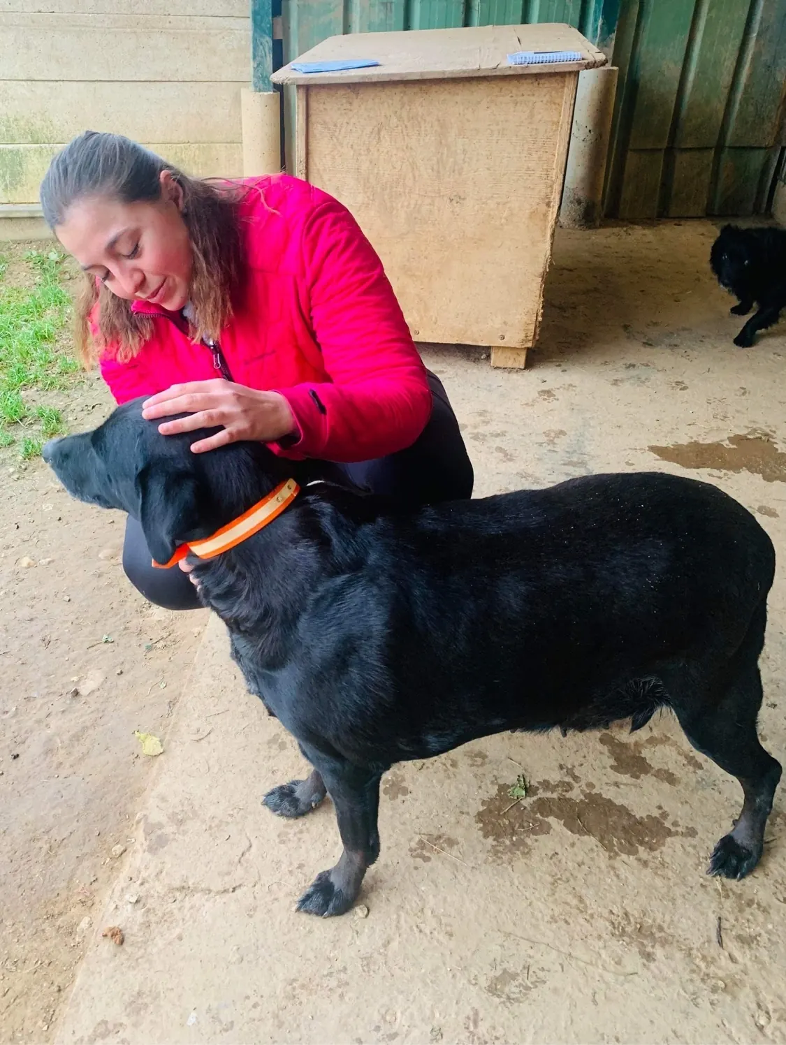 Ophélie, ostéopathe animalier, en séance sur un labrador noir dans une cour de ferme
