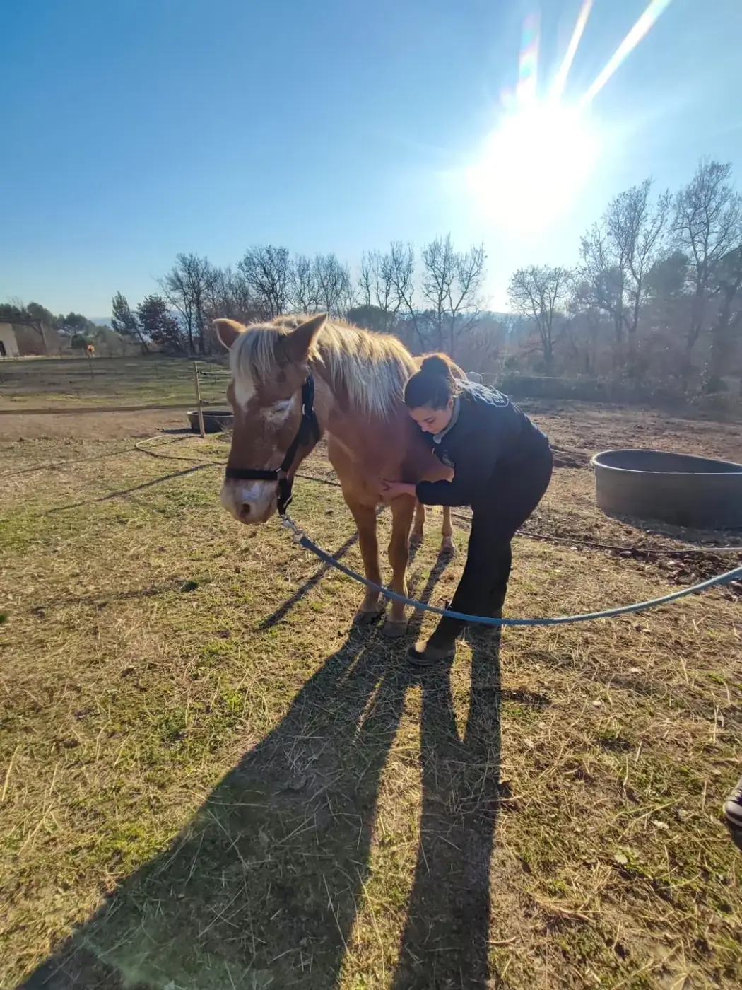 Séance d'ostéopathie sur un poney alezan tenu en longe dans son pré