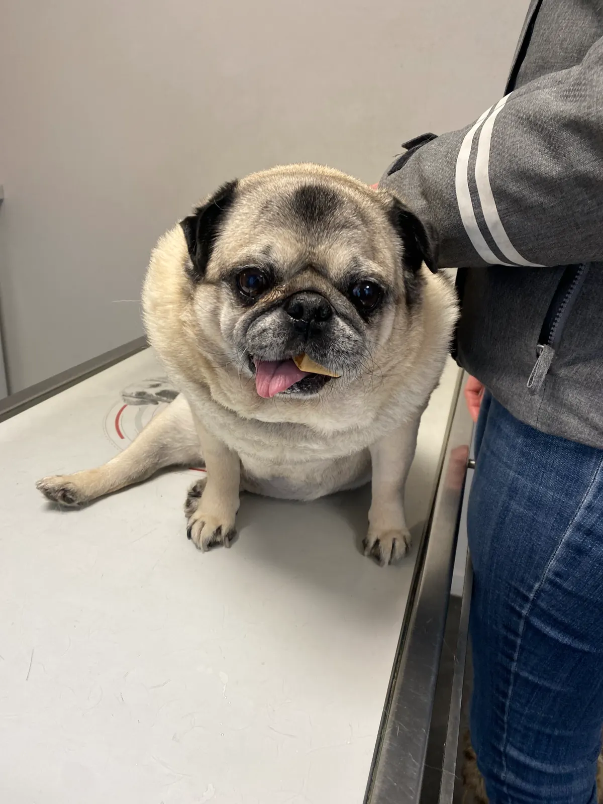 Carlin senior debout sur une table de consultation lors d'une séance d'ostéopathie canine