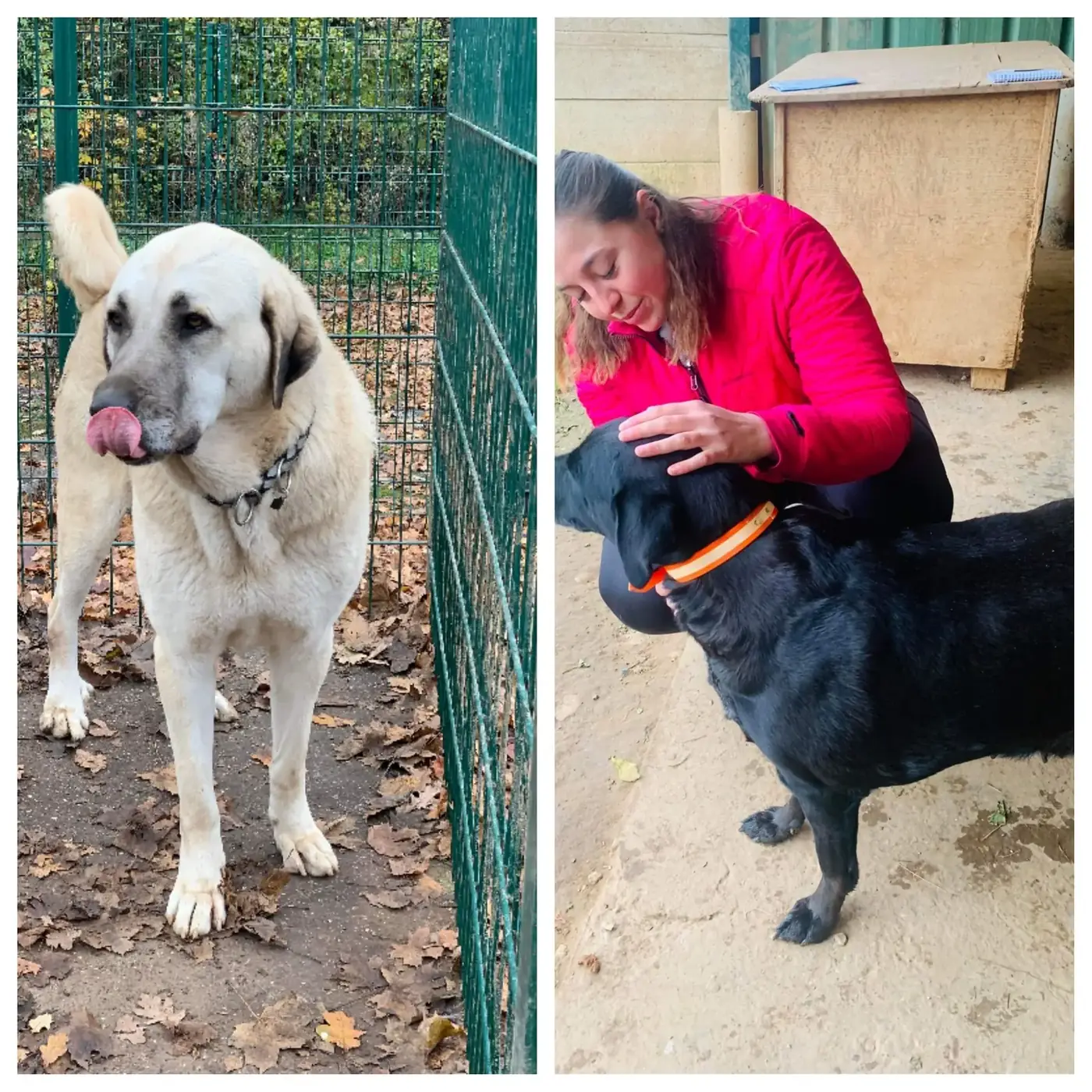 Deux chiens accompagnés en séance : un berger d'Anatolie et un labrador noir