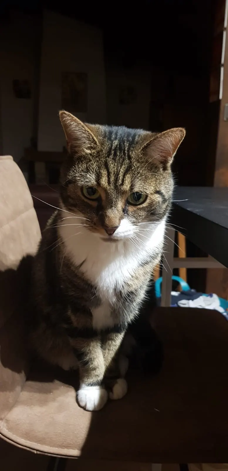 Chat tigré et blanc assis sur une chaise, patient en ostéopathie féline