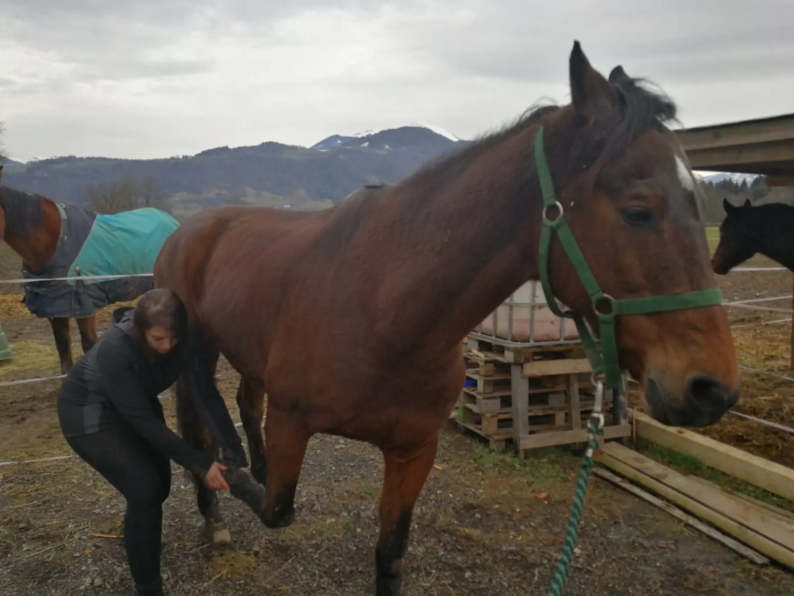Test de mobilité d'un antérieur sur un cheval bai, lors d'une tournée en montagne