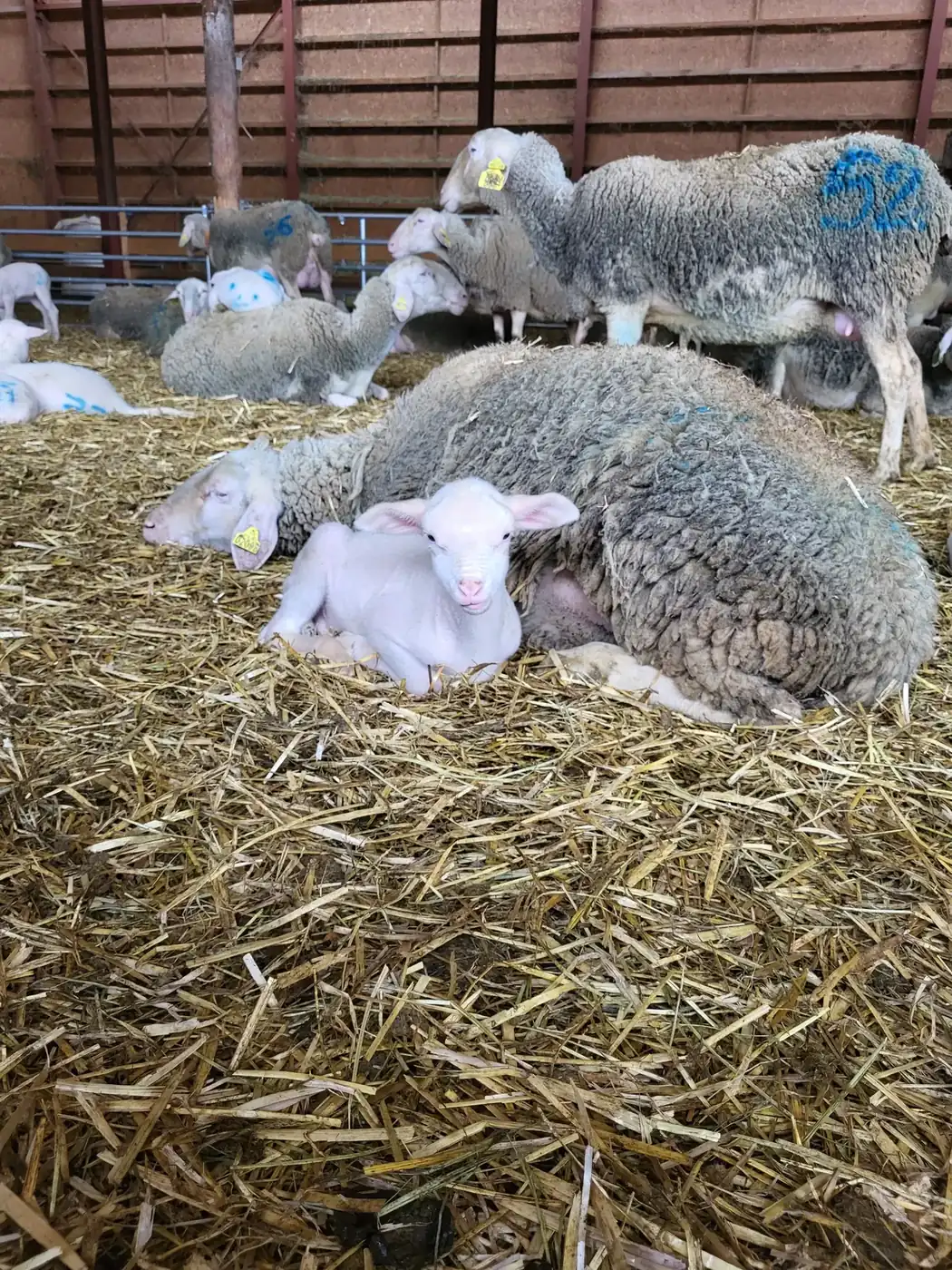 Agneau nouveau-né couché contre sa mère dans la paille d'une bergerie