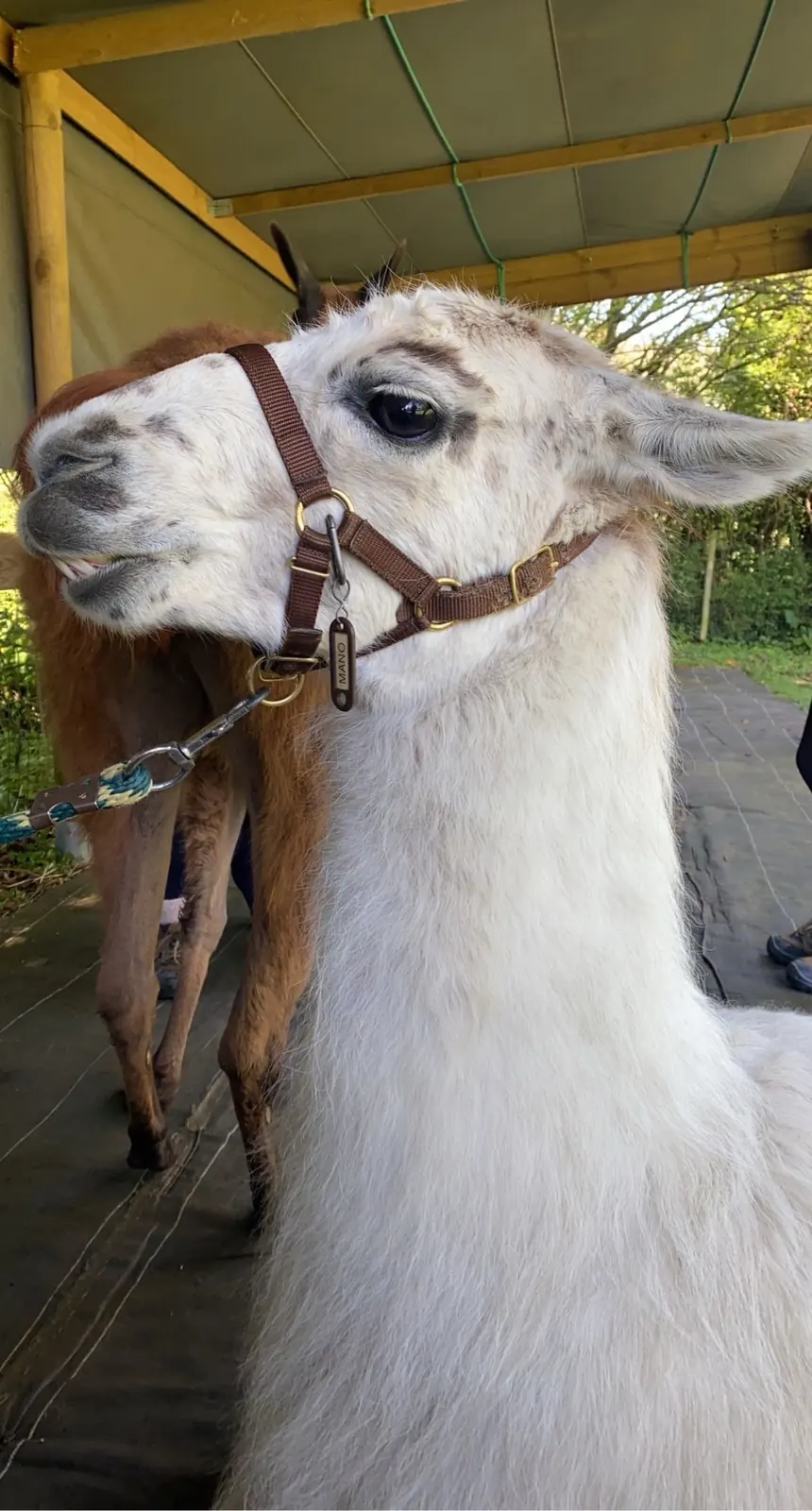 Lama blanc au licol, accompagné en ostéopathie