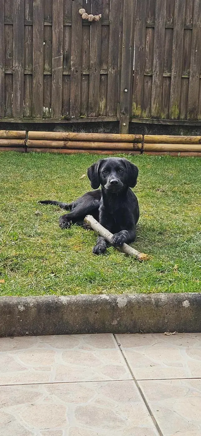Chiot labrador noir couché dans l'herbe avec un bâton