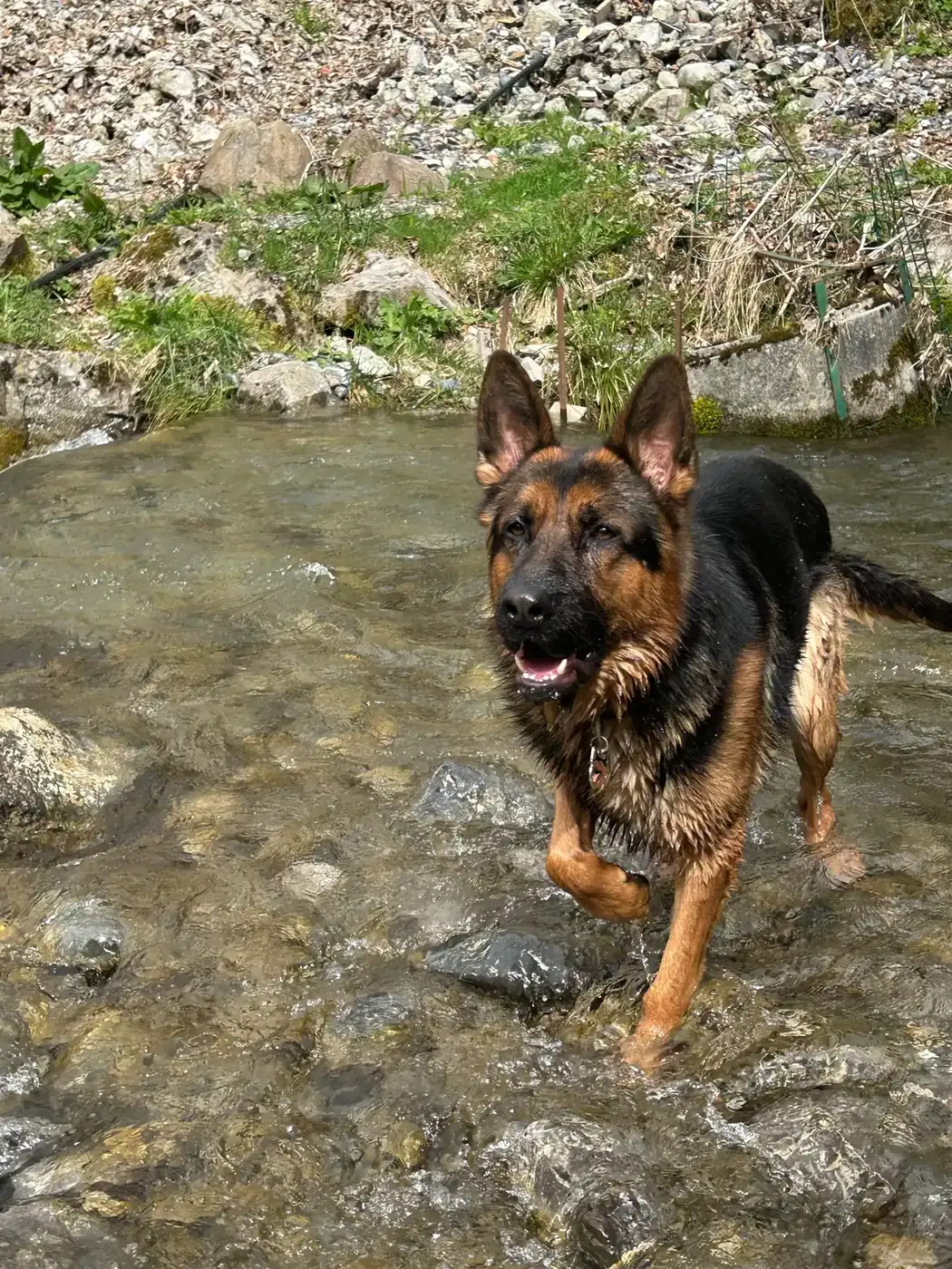 Berger allemand en mouvement dans un ruisseau de montagne