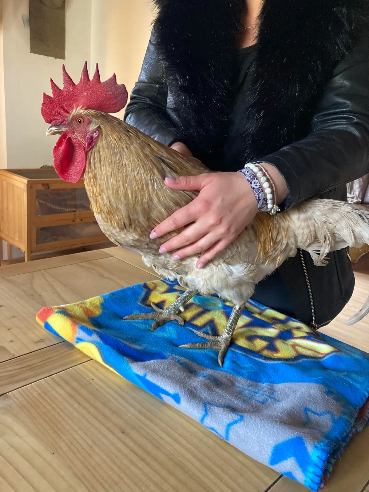Coq maintenu délicatement sur une table pour une séance d'ostéopathie