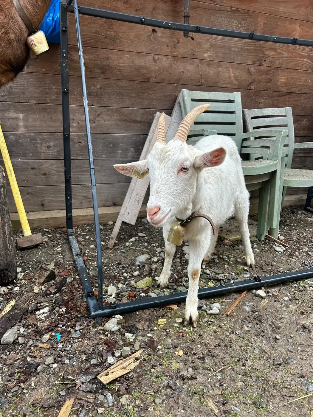Chèvre blanche à clochette dans son enclos, patiente en ostéopathie caprine