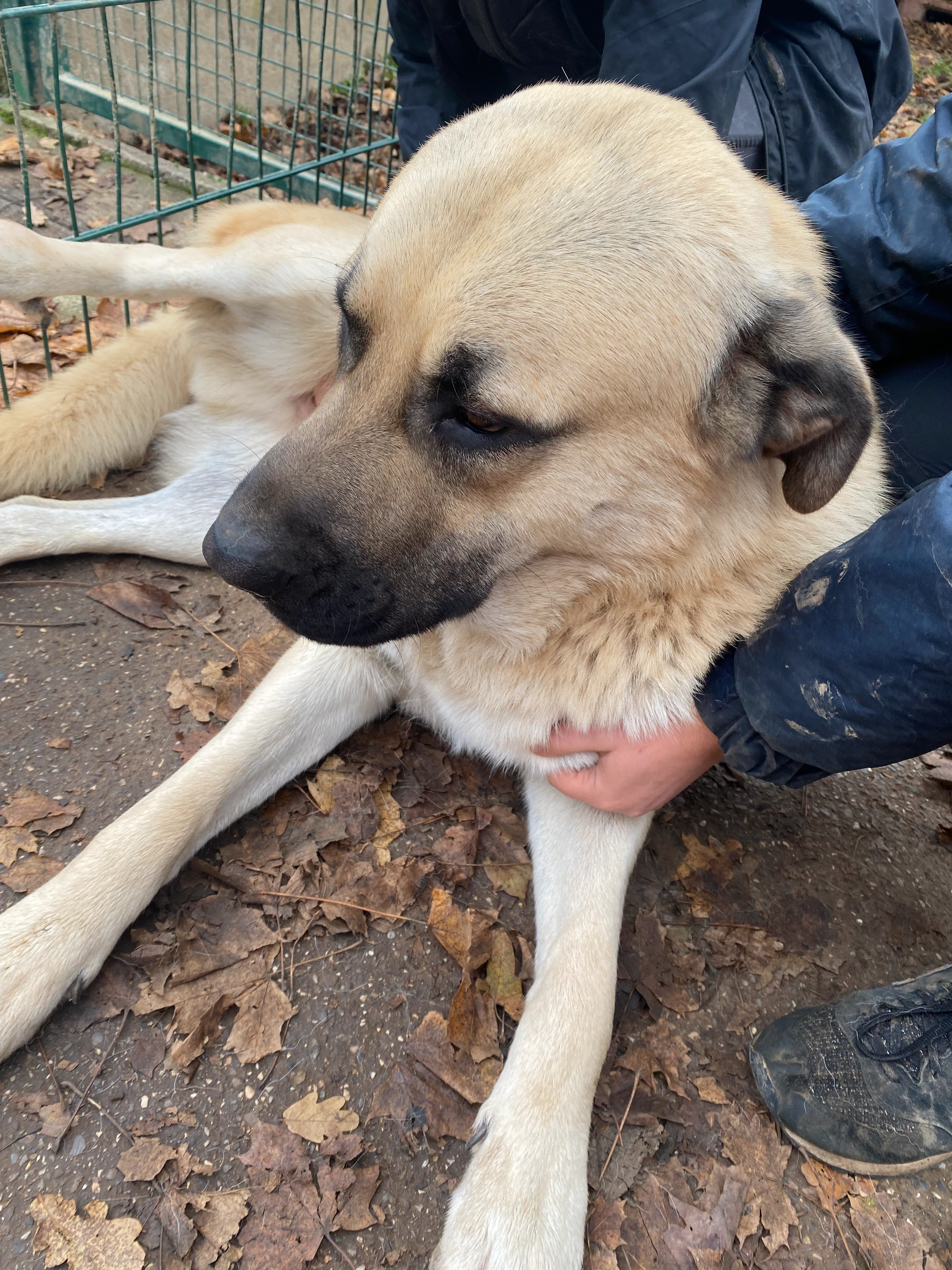 Osteopathie animale - scene 0