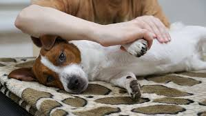 Séance d’ostéopathie douce sur un chien