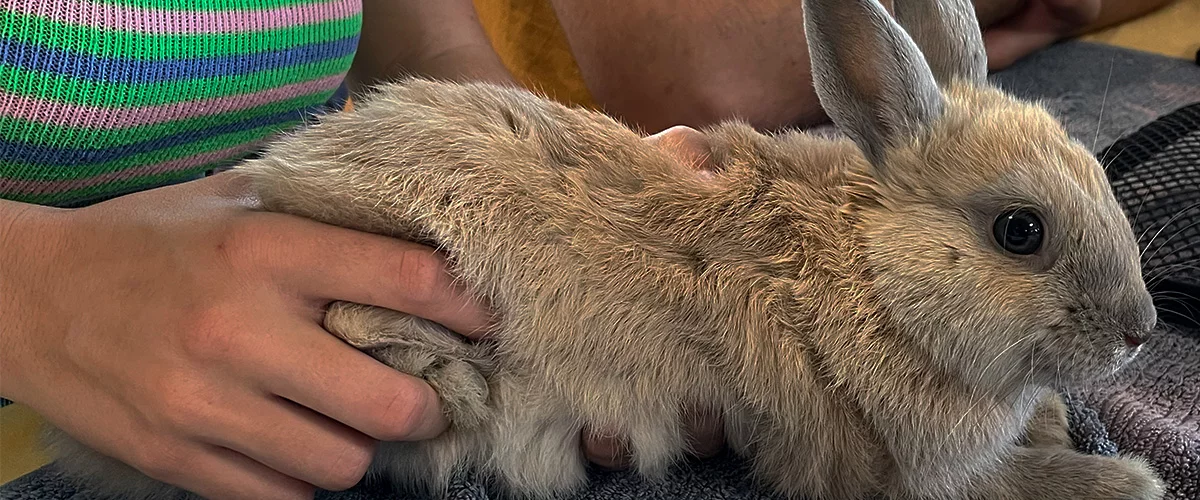 Osteopathie animale - lapin en soin